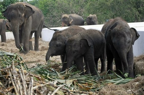 Thailand's revered national symbol, the elephant, may face a new threat of extinction: being poached not just for their tusks, but for their meat.